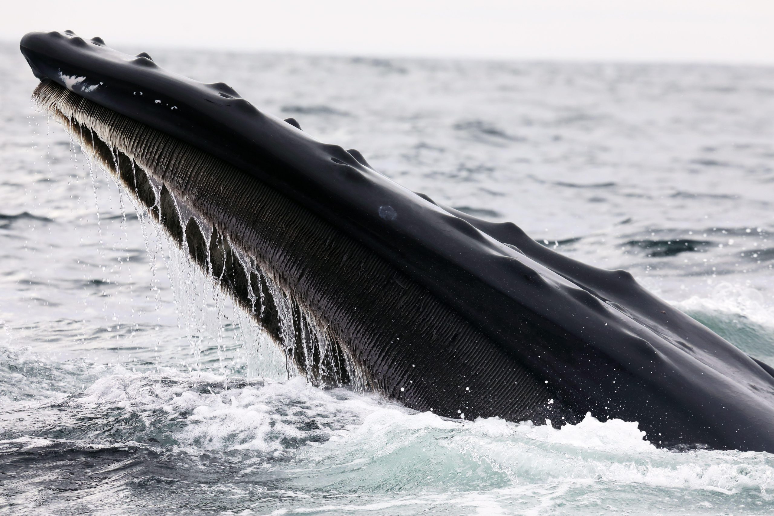 Humpback whale (Megaptera novaeangliae) surfacing from water