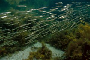 <p>加拿大新斯科舍省（Nova Scotia）附近北大西洋海域中的一群玉筋鱼。这种鱼在加拿大北冰洋海域越来越常见，并与当地的特有鱼种进行竞争。玉筋鱼向北迁徙或许是大西洋海水变暖致使微型植物减少，进而导致其赖以为食的小型生物减少所致。图片来源：Scott Leslie / Alamy</p>