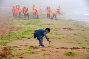 <p>2018年6月，工人们正清理山东青岛的一片海滩上的浒苔。17年来，浒苔的大量生长一直困扰着山东的海岸，影响了海洋生态、航运和旅游业。图片来源：Li Ziheng / Alamy</p>