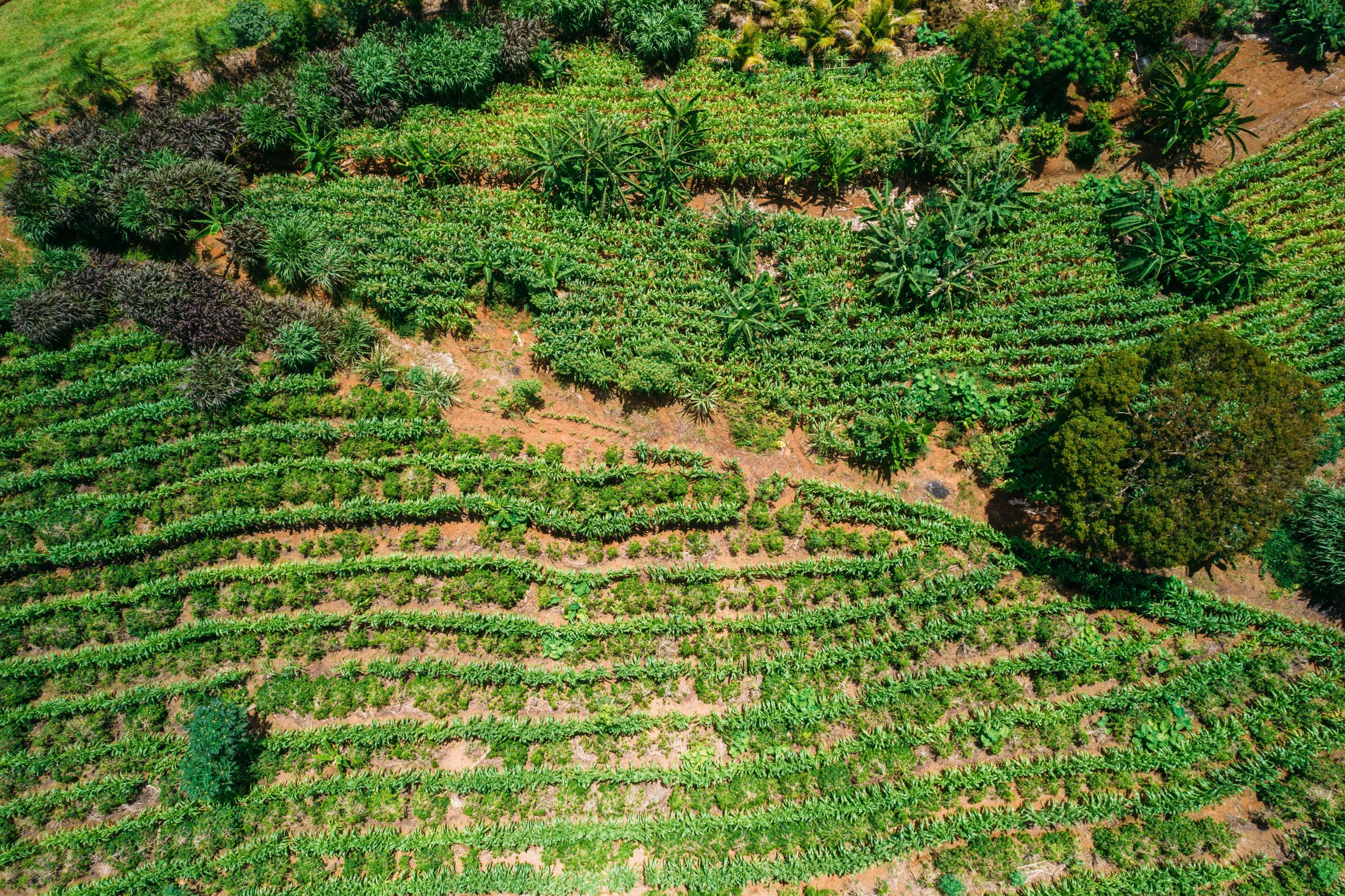Aerial view of rows of coffee plants