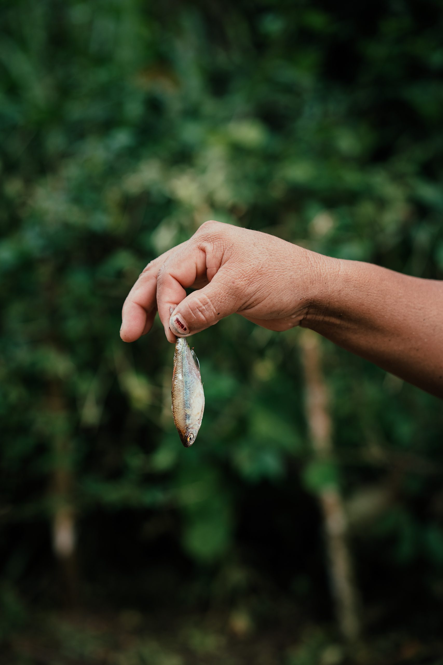 small fish held by tail between thumb and first finger
