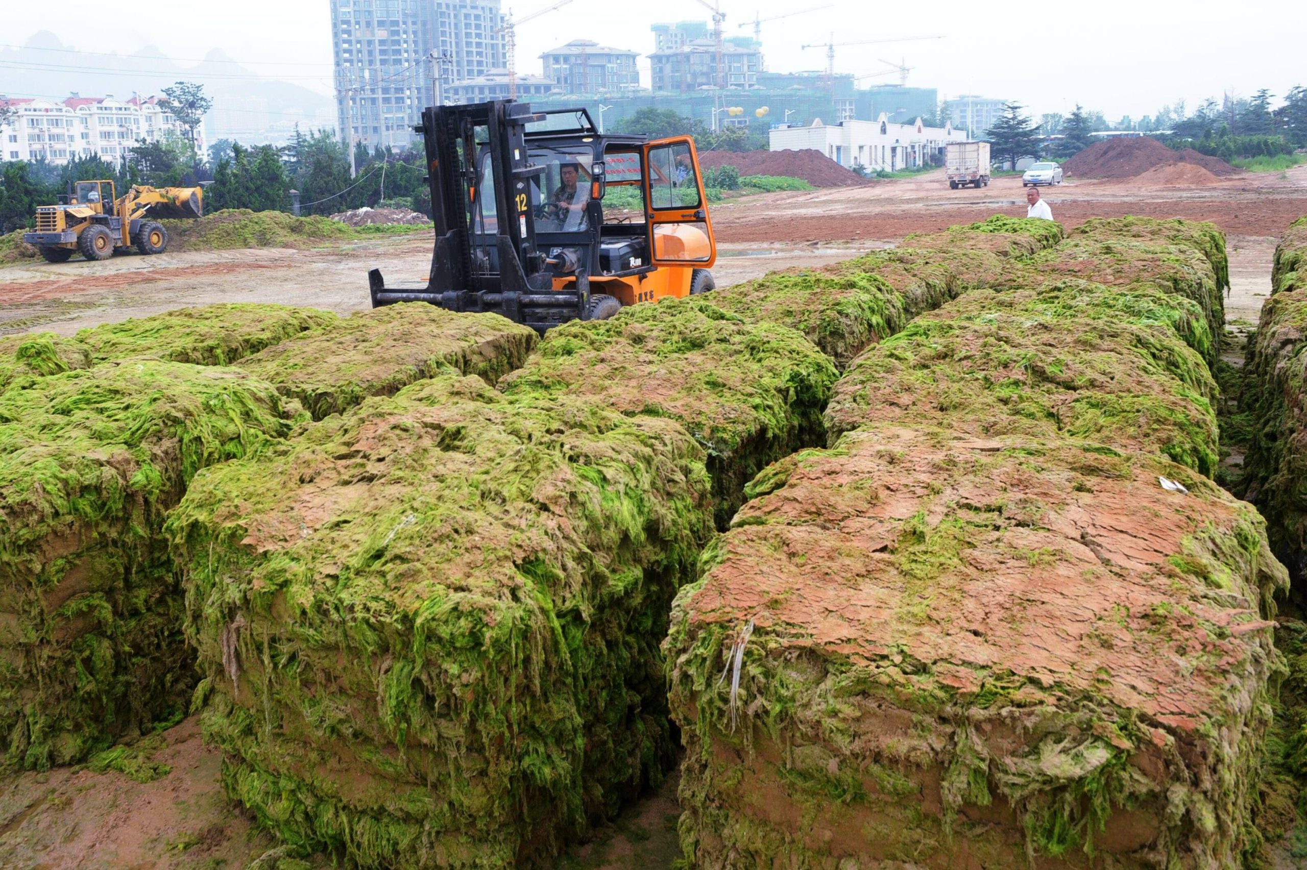 forklift removing green algae in sandy area