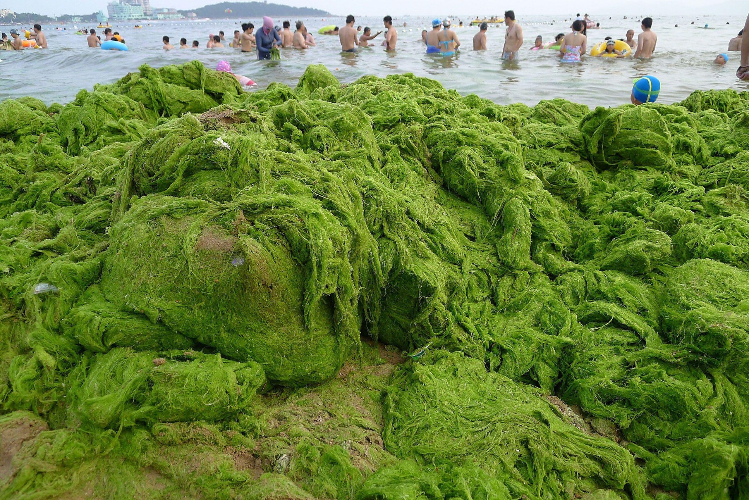 Can China s seaweed blooms be stopped Dialogue Earth