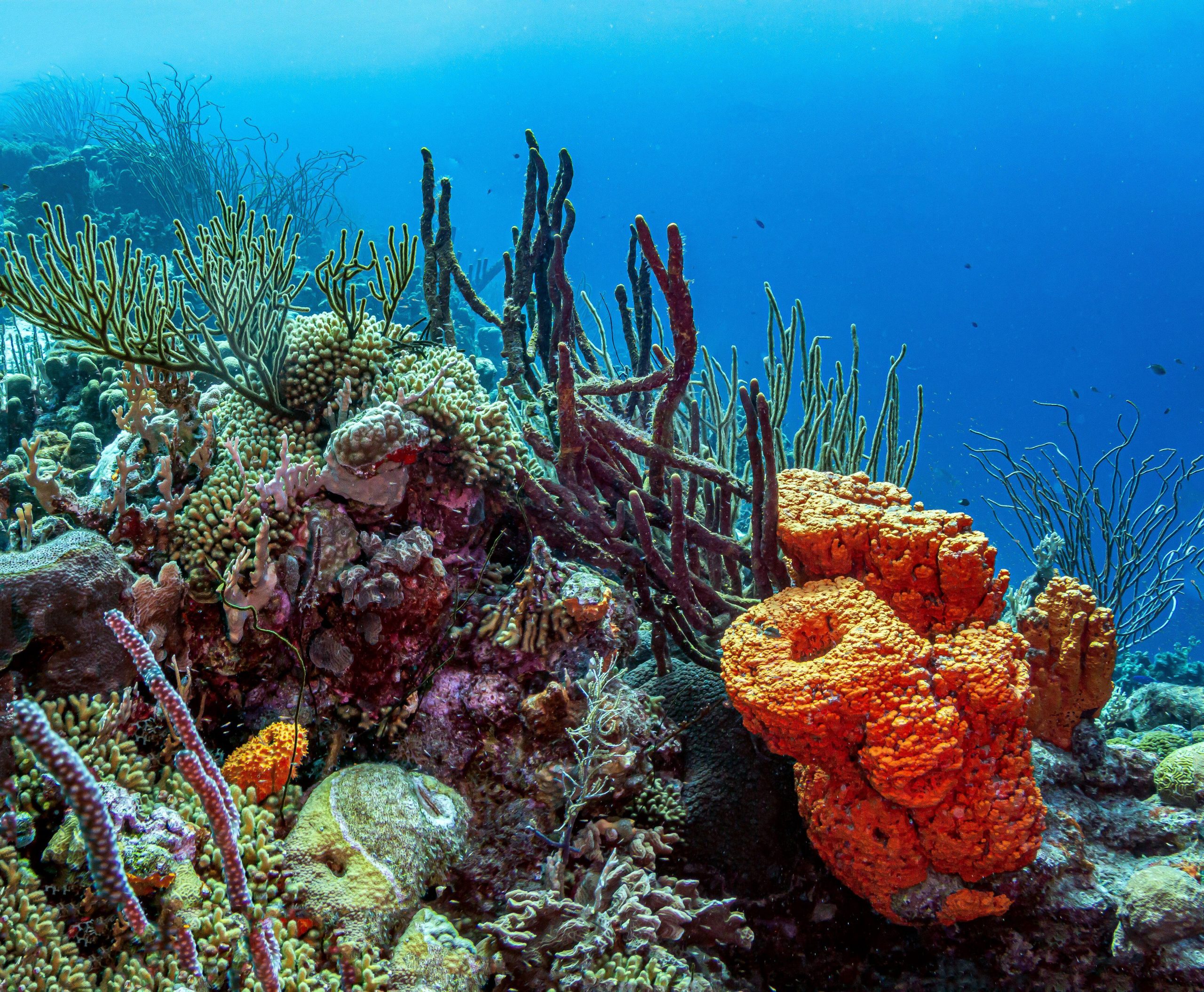 orange elephant ear sponge on coral reef