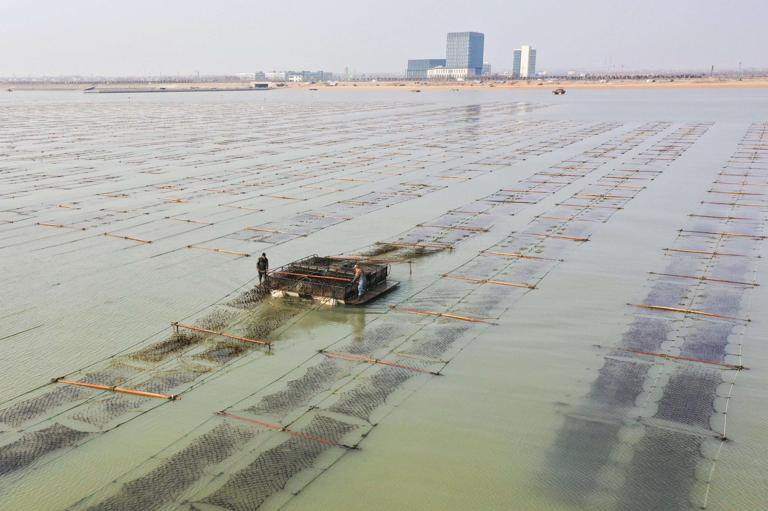 aerial view of people harvesting seaweed on surface of water