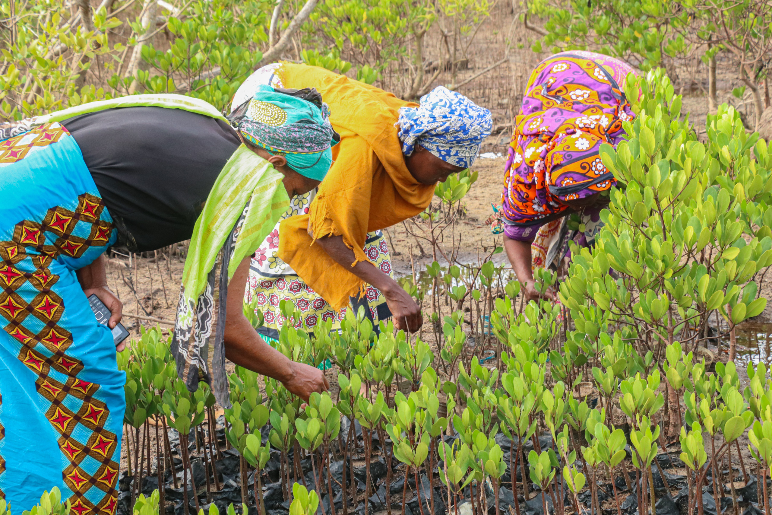 Women bend over to plant mangrove seedlings