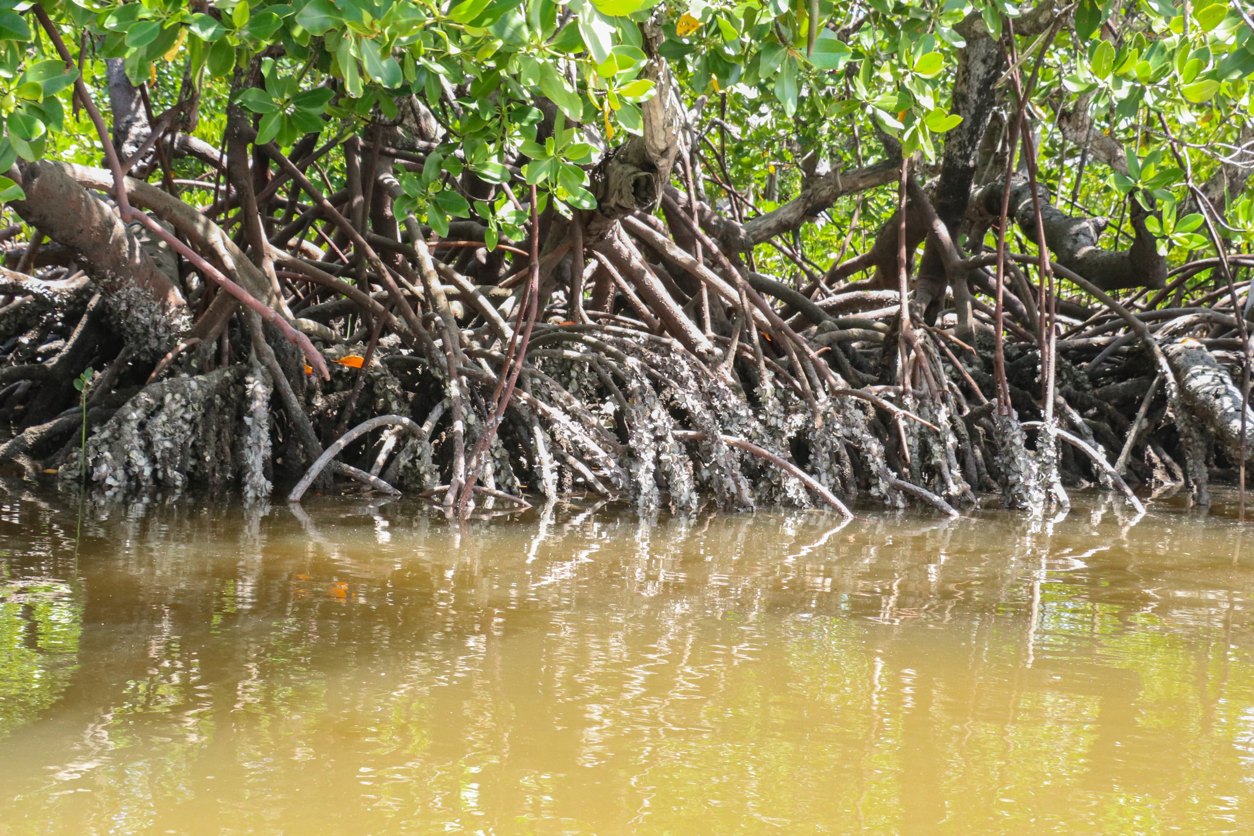 Mangrove partially submerged in water