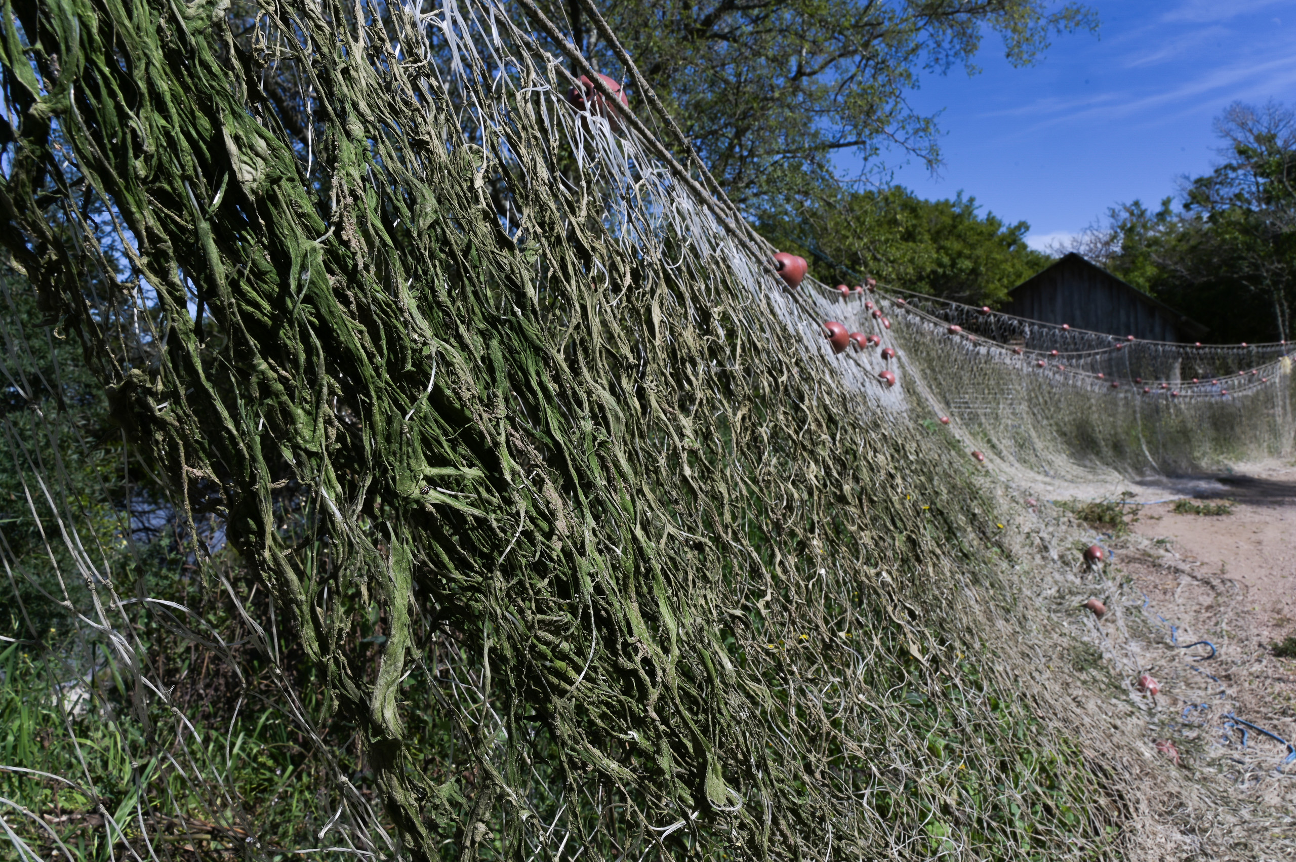 Fishing net covered in green algae