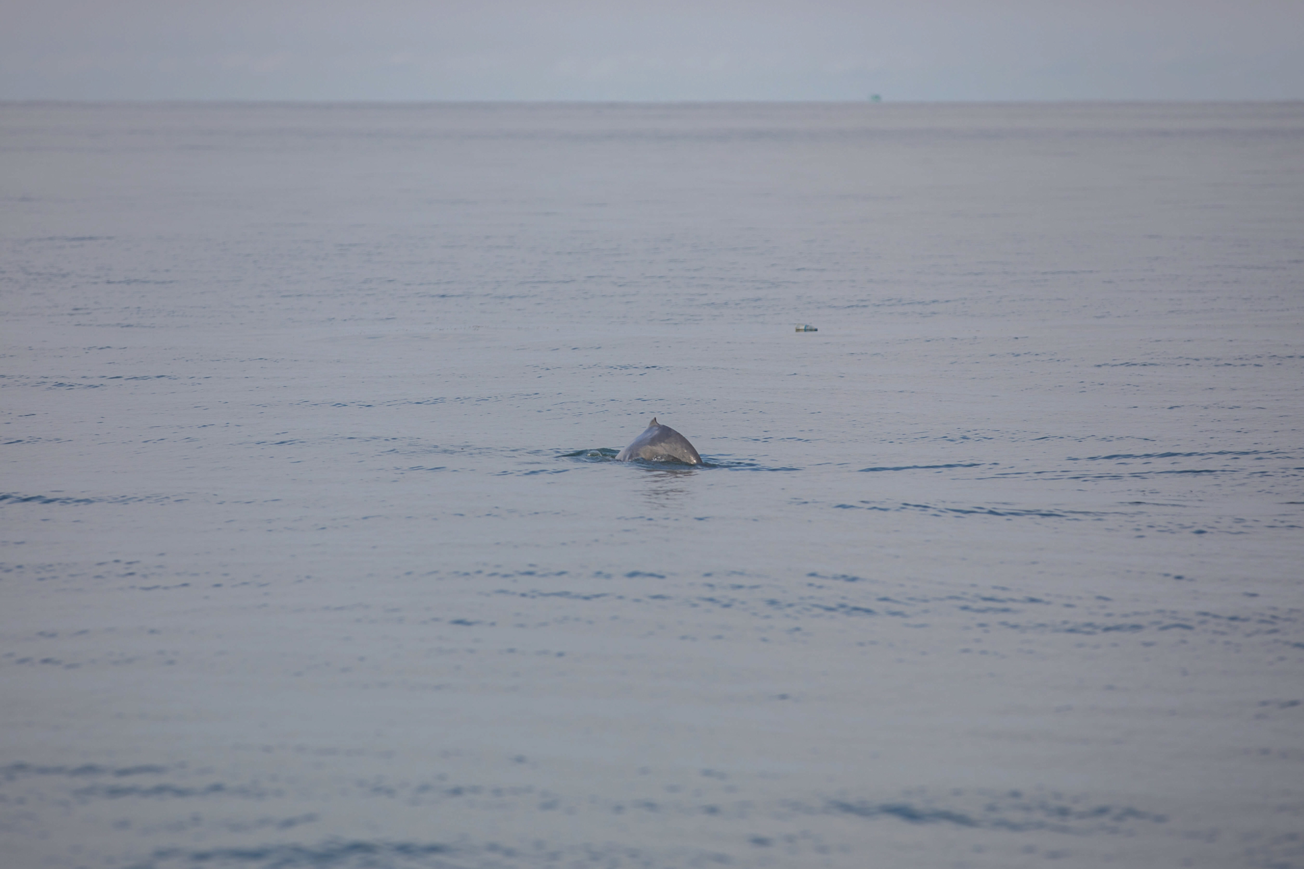 A dolphin cresting above the surface of the sea