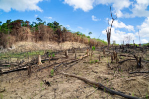<p>2014年，菲律宾西部巴拉望省爱妮岛森林，砍伐后一片狼藉。（供图：罗纳德·纳吉/Alamy）</p>