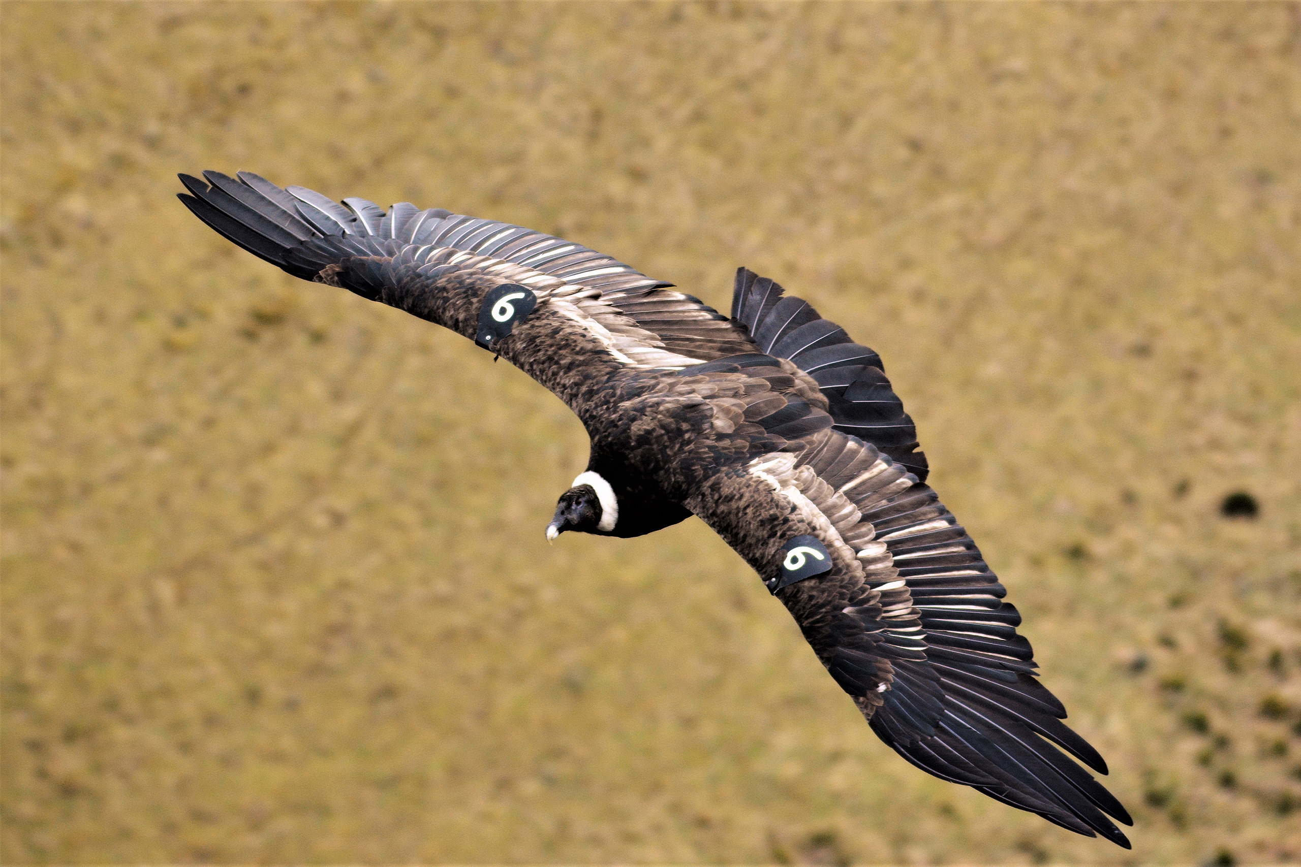 <p>An Andean condor flying in Pichincha province, northern Ecuador. Conservationists and researchers say the species, considered endangered in the country, faces threats from wind power projects. (Image: Alamy)</p>