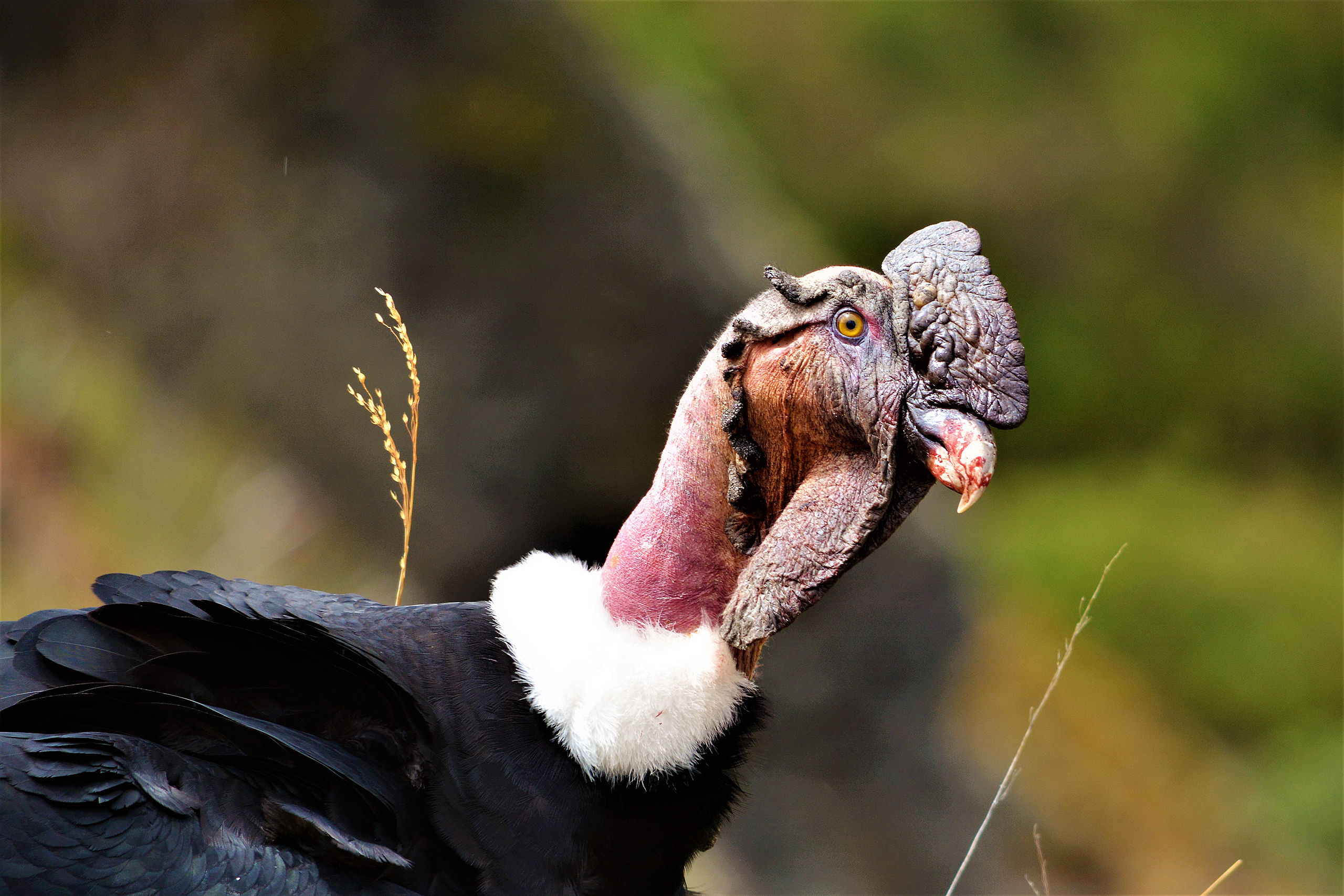 An Andean condor 