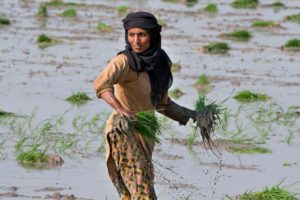 <p>A woman plants rice in a paddy field on the outskirts of Lahore, Pakistan, in June 2023 (Image: K.M. Chaudary / AP via Alamy)</p>