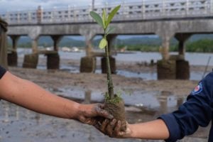 Two arms exchanging a mangrove seedling