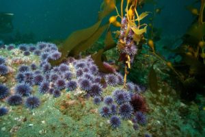 Underwater photo of purple sea urchins feeding on a branch of kelp