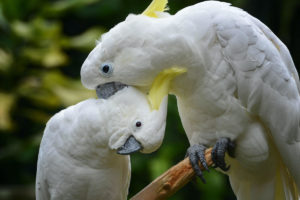 Two Yellow-crested Cockatoo birds standing on a branch