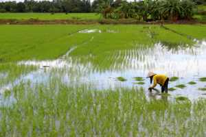 <p>越南可持续农业改革计划想要取代原本大水漫灌的稻米种植方式，因为这些种植方式会产生大量甲烷。图片来源：Godong / Alamy</p>