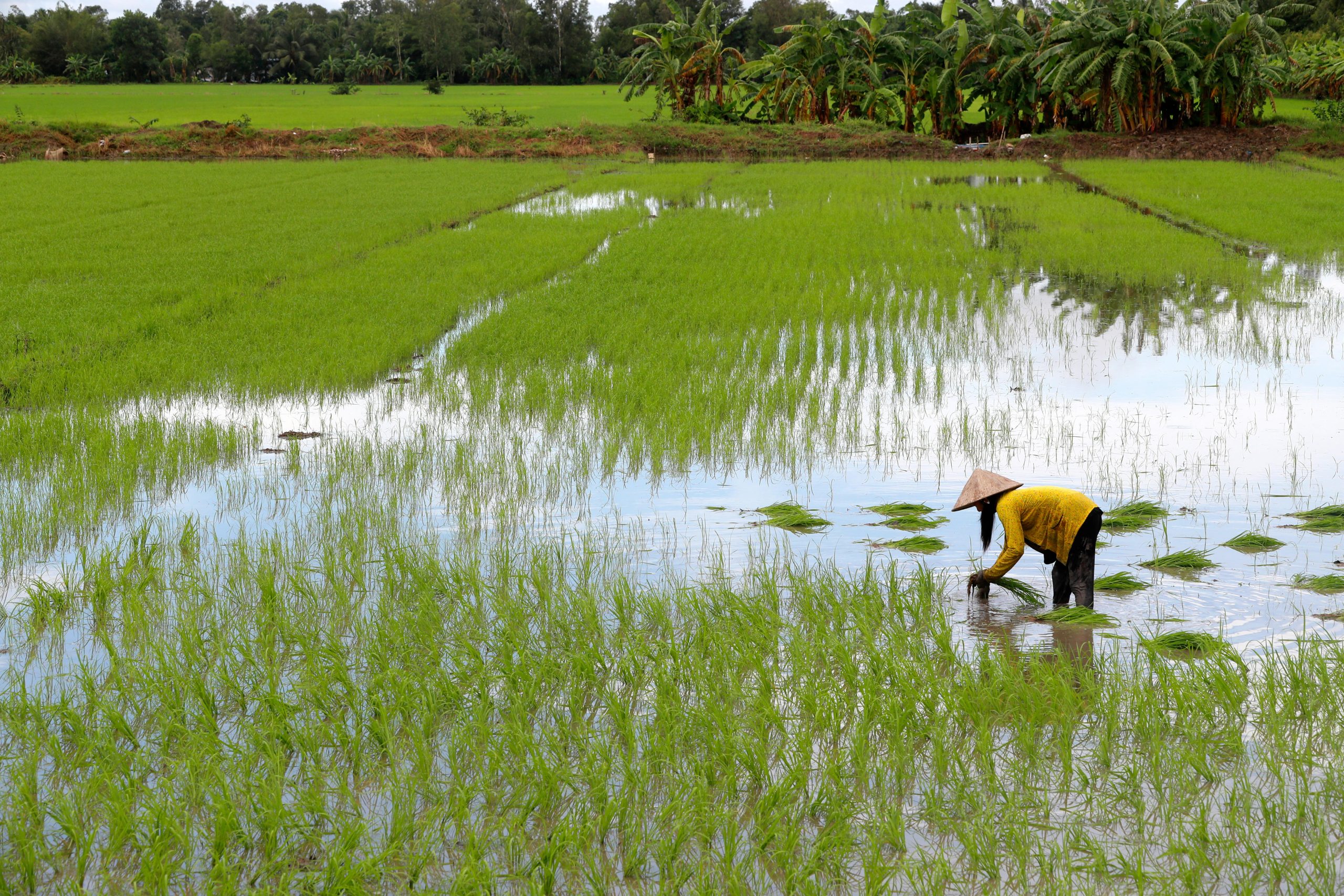 <p>The Vietnam Sustainable Agriculture Transformation Project aims to replace unsustainable rice-farming practices, such as heavily irrigating rice paddies, which emits large amounts of methane (Image: Godong / Alamy)</p>