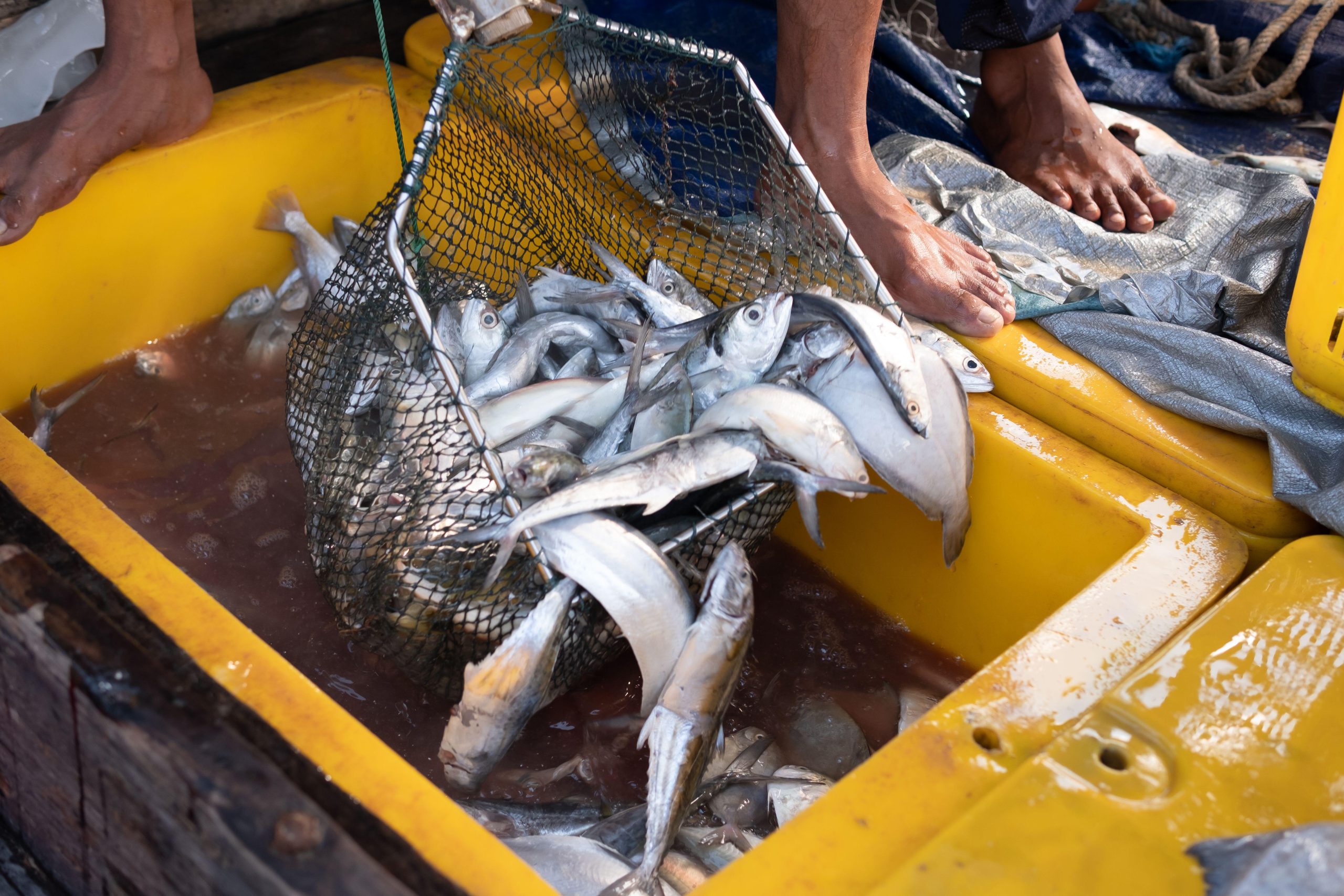 <p>印度尼西亚楠榜省，正在分拣的鱼。图片来源：Kanur Ismail / Alamy</p>