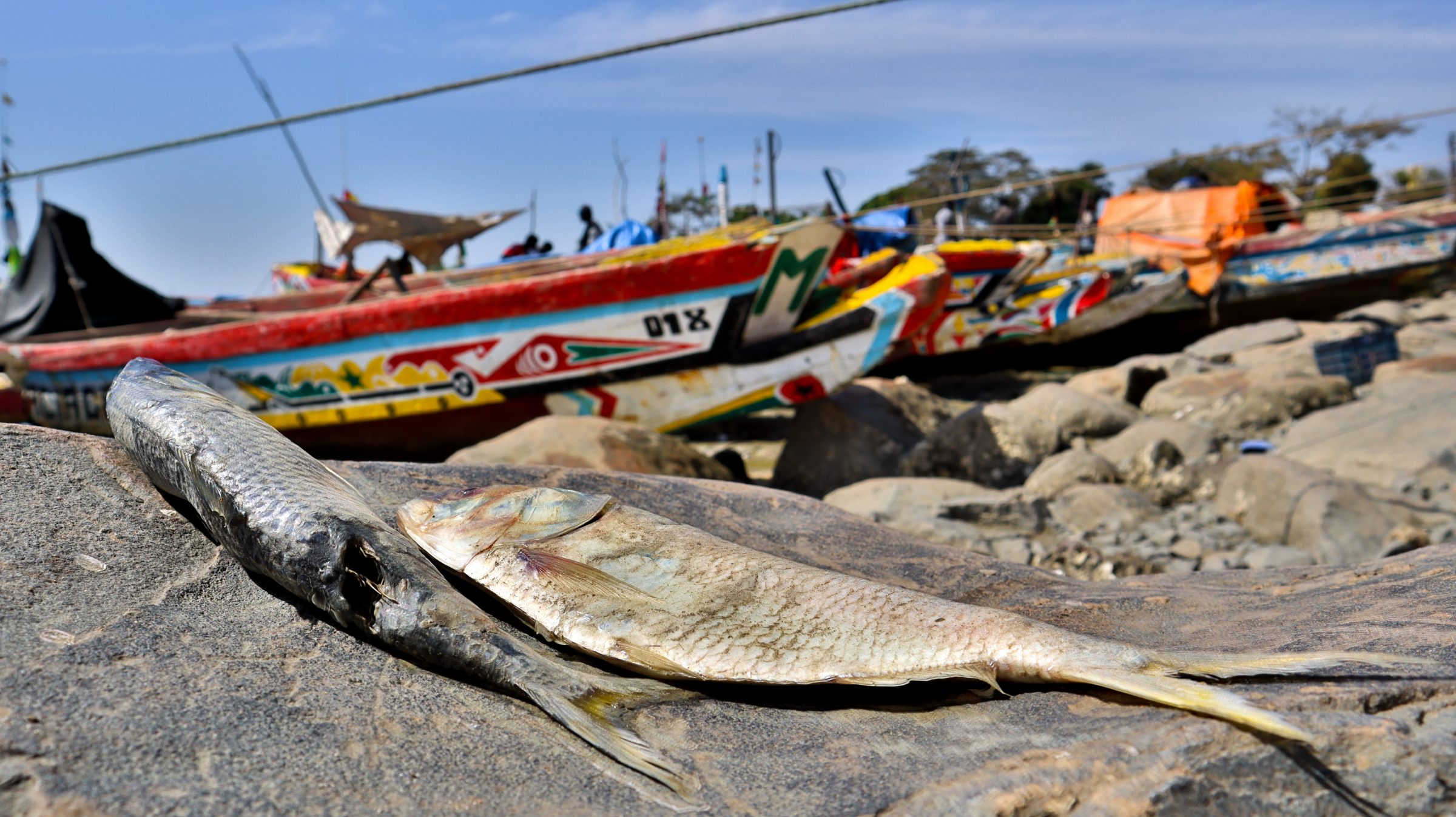 dead fish on a rock, fishing boats behind