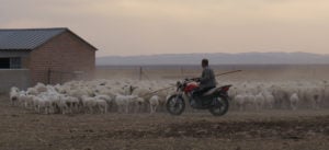<p>Baorjigen Burentegusi, a sheep rancher, herds his flock into an enclosure at dusk. His family runs a ranch in East Ujimqin, Inner Mongolia, where grassland degradation results in frequent sandstorms. (Image: Yuan Ye / China Dialogue)</p>