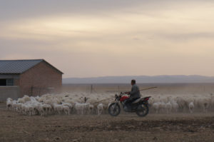 A rancher on motorbike herds his flock into an enclosure at dusk