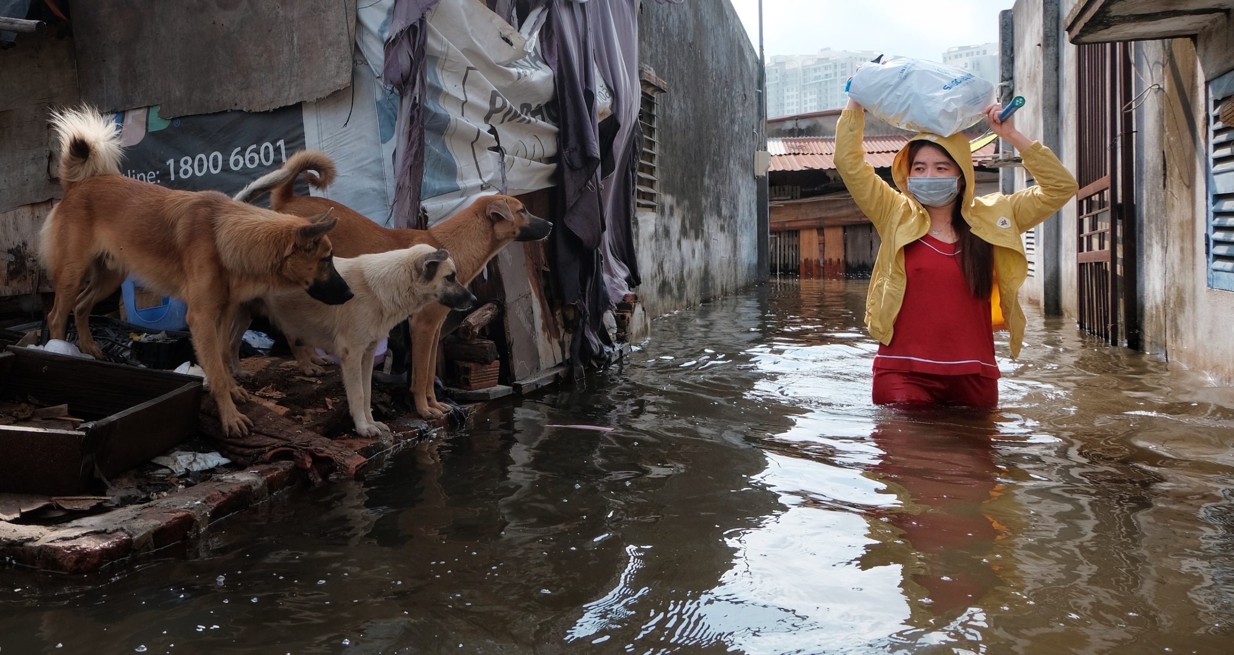 three dogs look at a woman carrying a bag over her head while wading through floodwaters