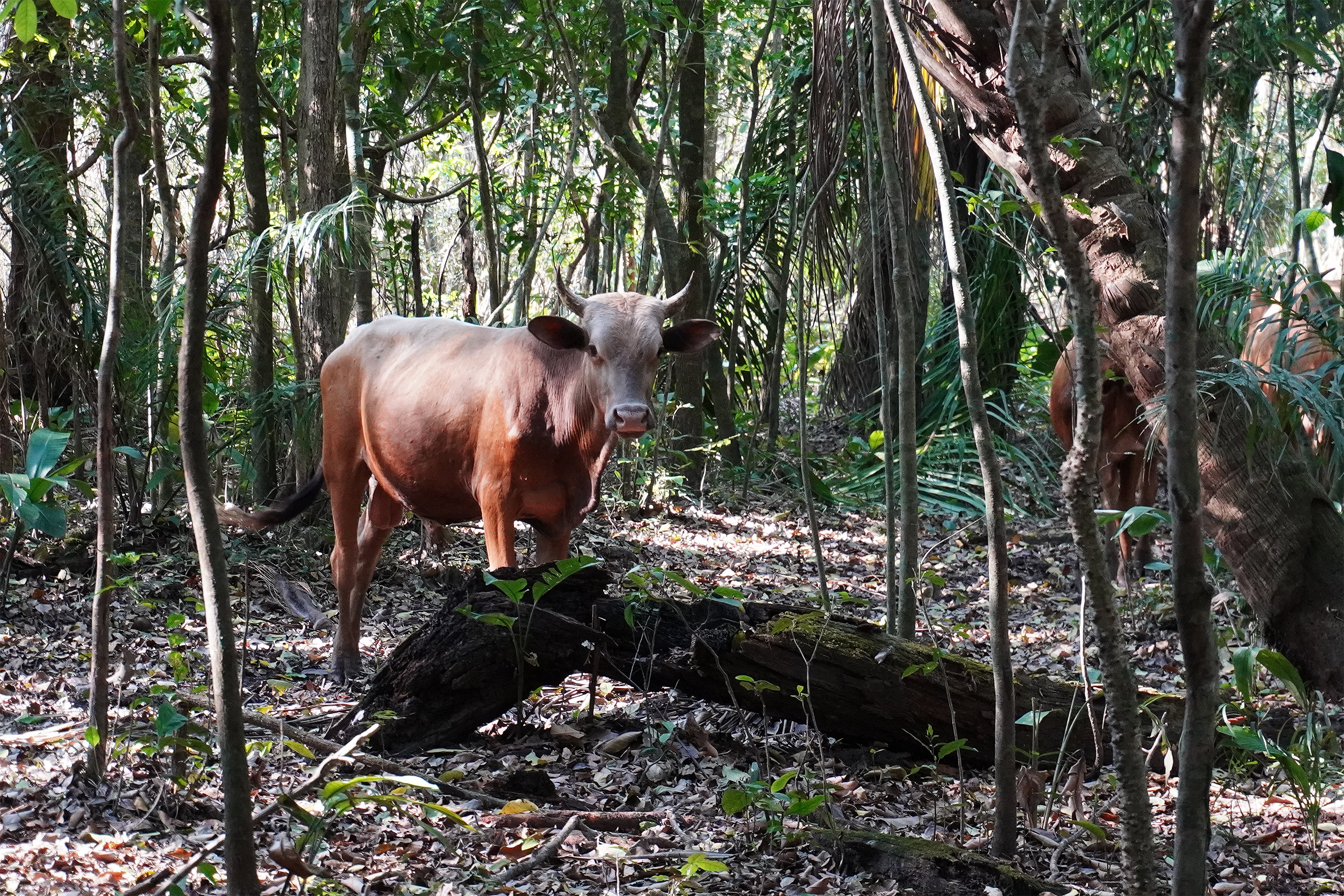 Pastagem em área arborizada da fazenda de Heinz Teetzen, no departamento de Beni