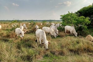 a group of white cows grazing in a field
