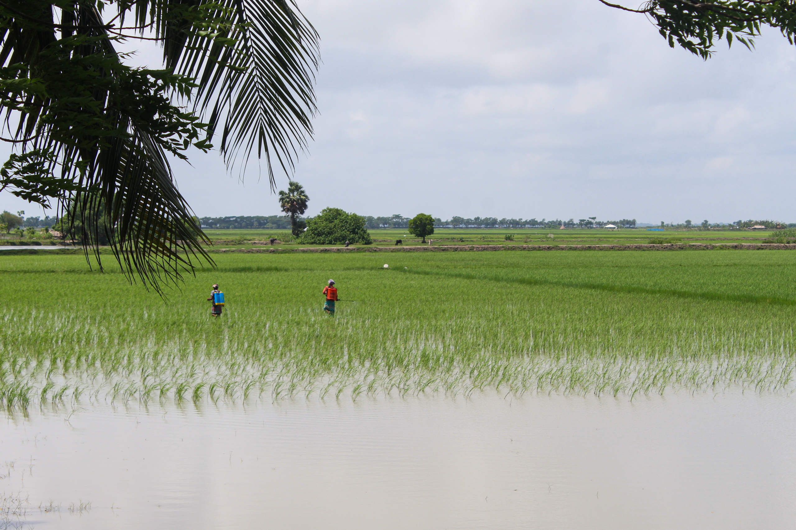 two people standing in rice paddy