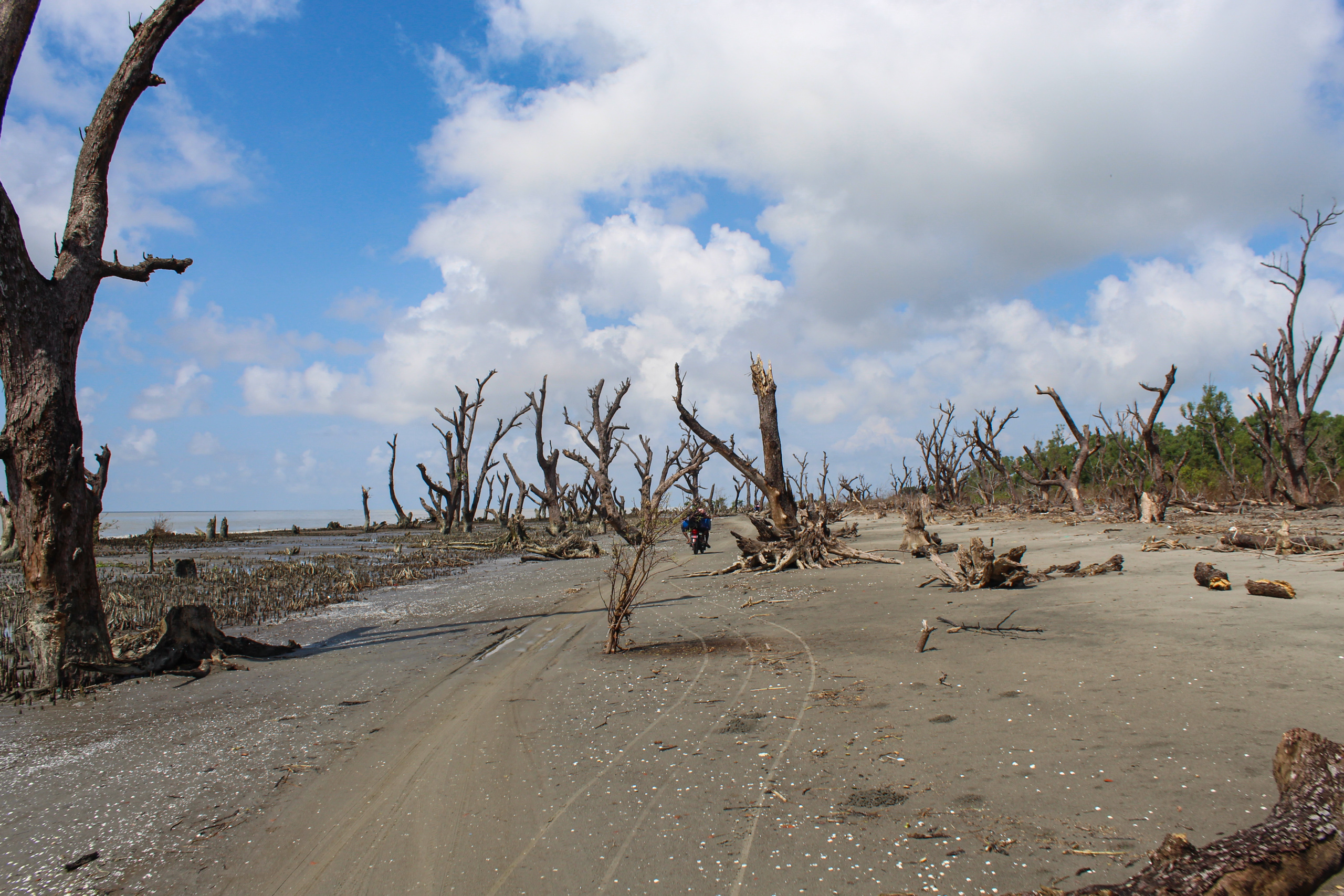 dead trees on beach