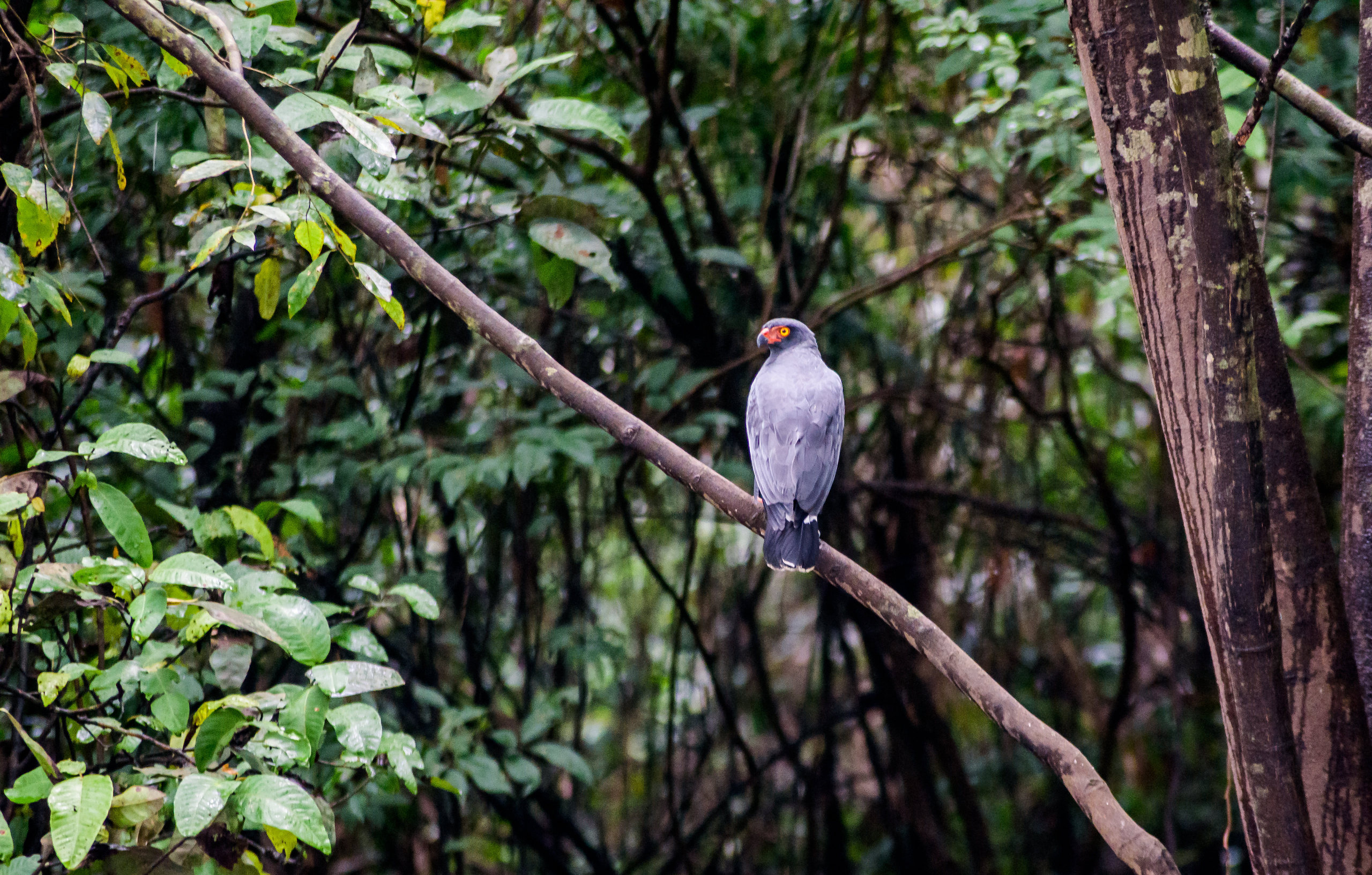 a Slate-coloured hawk sitting on a branch