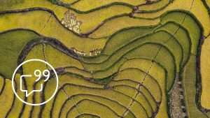 Aerial photo of rice paddy