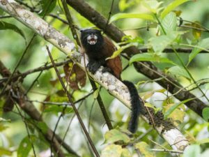 <p>An adult saddleback tamarin in the department of Loreto, Peru. New legislative changes have eased restrictions on deforestation in Peru, including in the country’s Amazon. (Image: Michael S. Nolan / Alamy)</p>