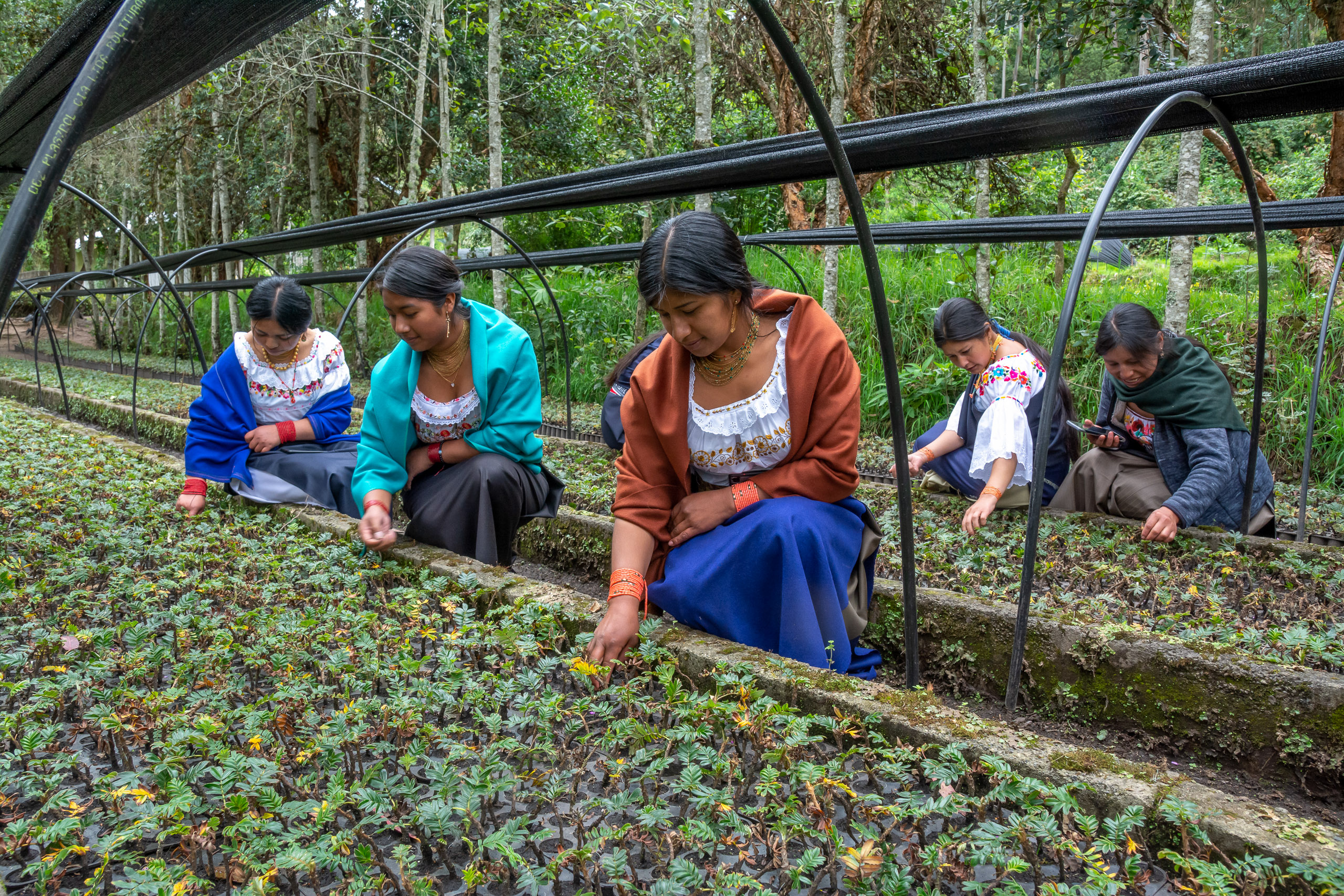 Cinco mujeres arrodilladas trabajando en un vivero