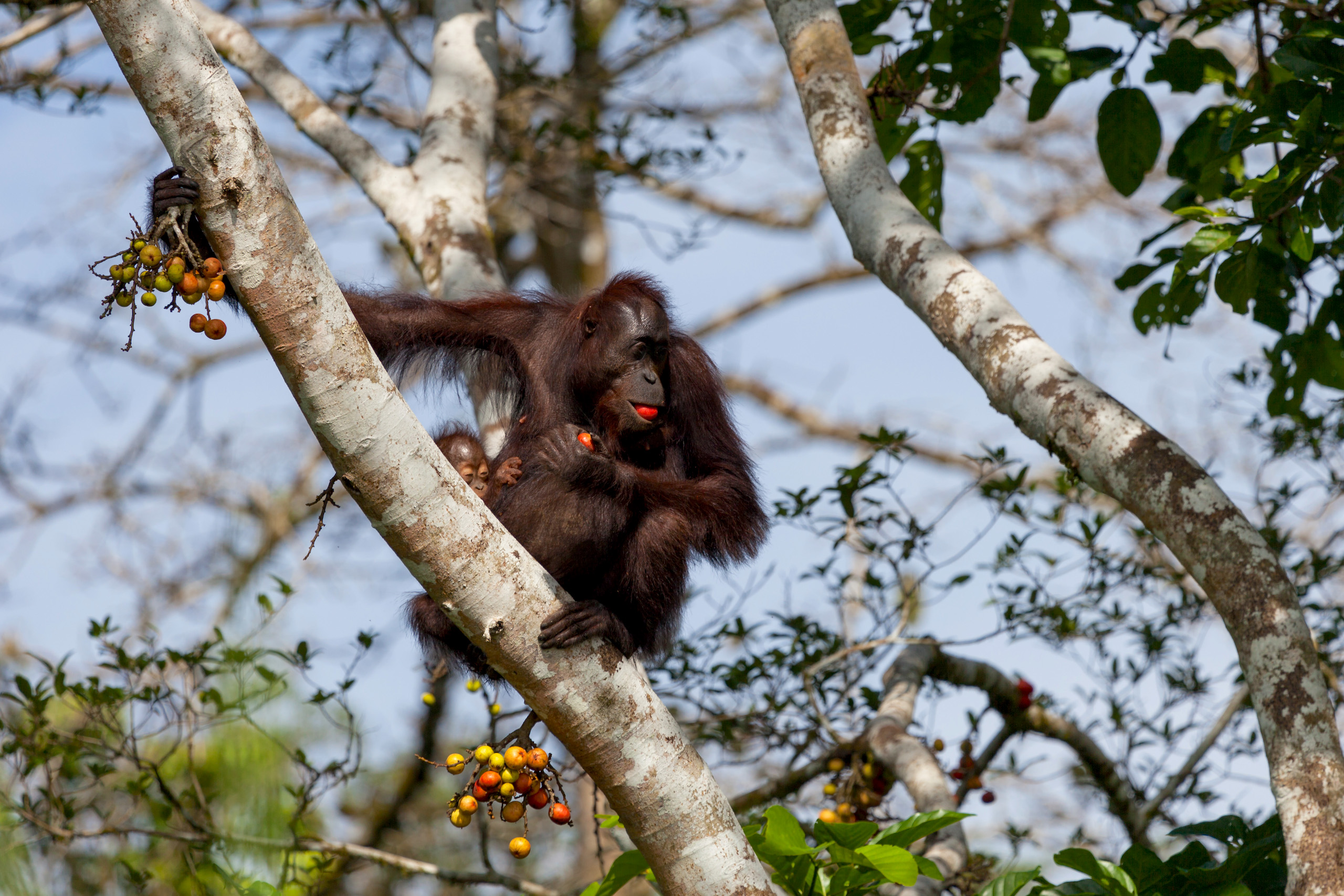 Mother and baby orangutan sit in a tree eating fruit