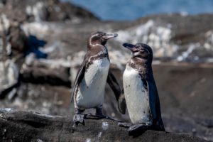 <p>Pingüinos de las Galápagos en la isla Isabela, Ecuador. En 2023, el país firmó un canje de deuda por naturaleza por el valor de 1.100 millones de dólares para apoyar la conservación marina en las islas Galápagos, aunque especialistas han criticado las condiciones del acuerdo. (Imagen: Cindy Hopkins / Alamy)</p>