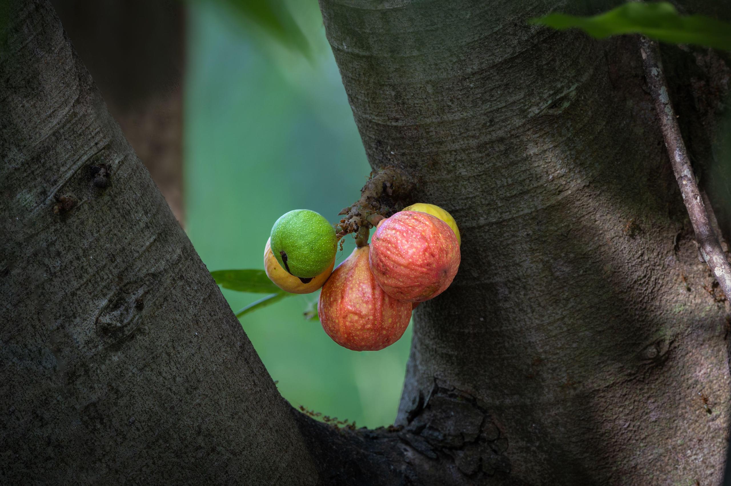 Close up of a red river fig on a tree