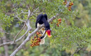 Hornbill tropical bird eating fruit from a tree