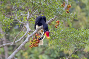 <p>A rhinoceros hornbill feeds on fig in Malaysian Borneo. Planting fig trees on the island, which has been heavily deforested for oil palm plantations, could restore an important part of its rainforest ecosystem. (Image: FLPA / Alamy)</p>