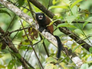 <p>Un tamarino adulto en el departamento de Loreto, Perú. Los nuevos cambios legislativos han flexibilizado las restricciones a la deforestación en el país, incluida la Amazonía. (Imagen: Michael S. Nolan / Alamy)</p>