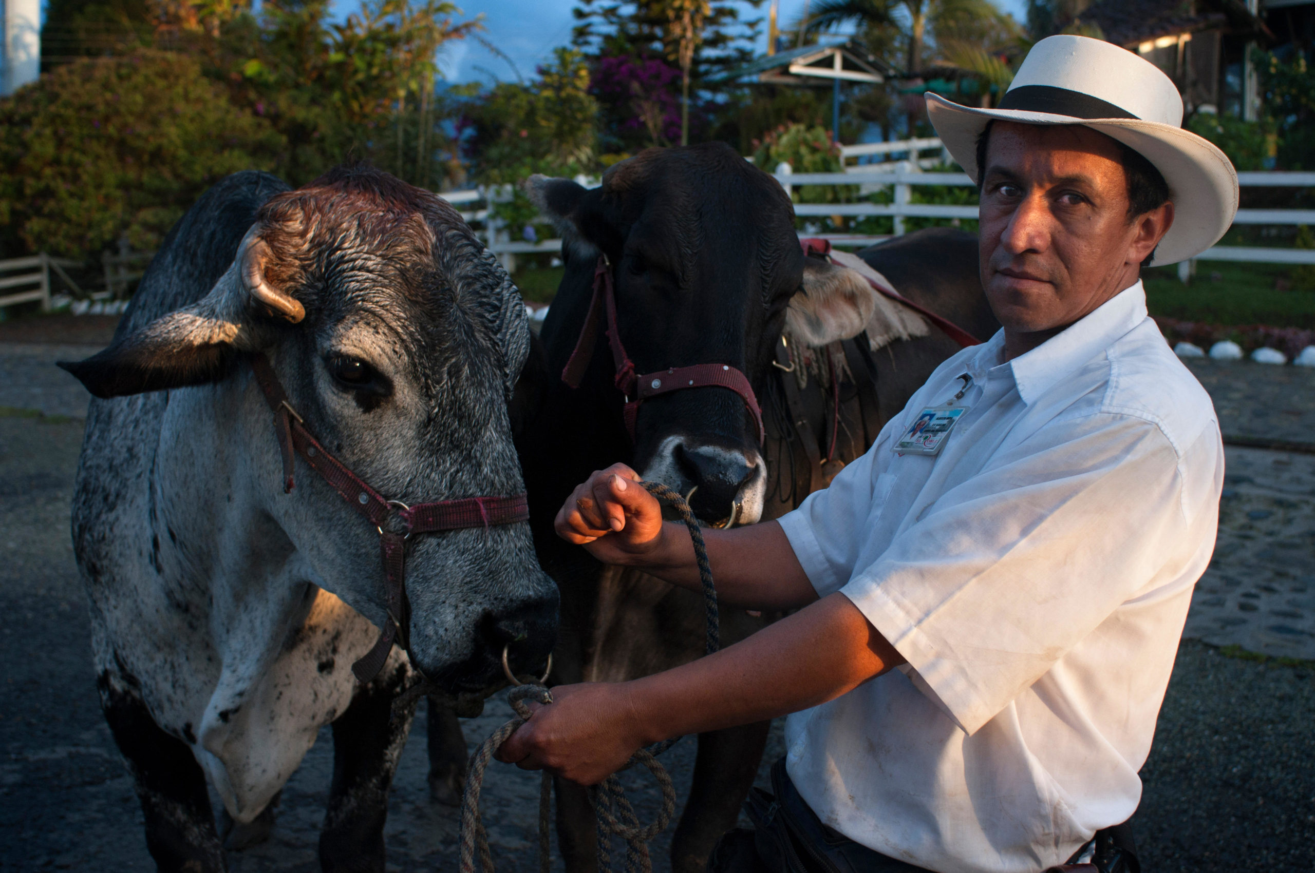 un ganadero con dos vacas
