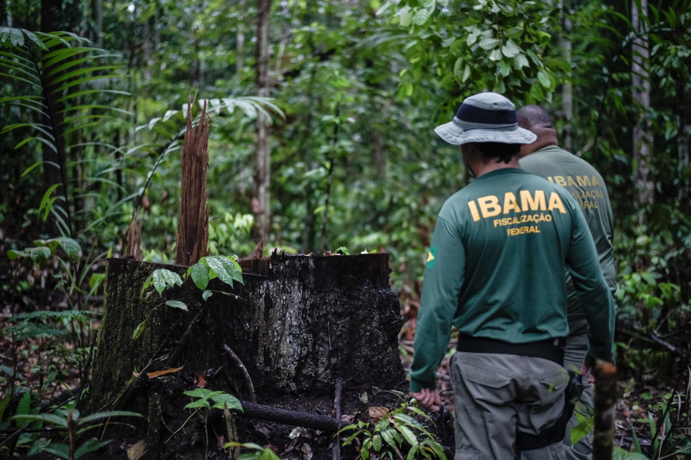 two men examining tree stump