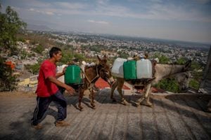 A man walks next to donkeys carrying jerry cans