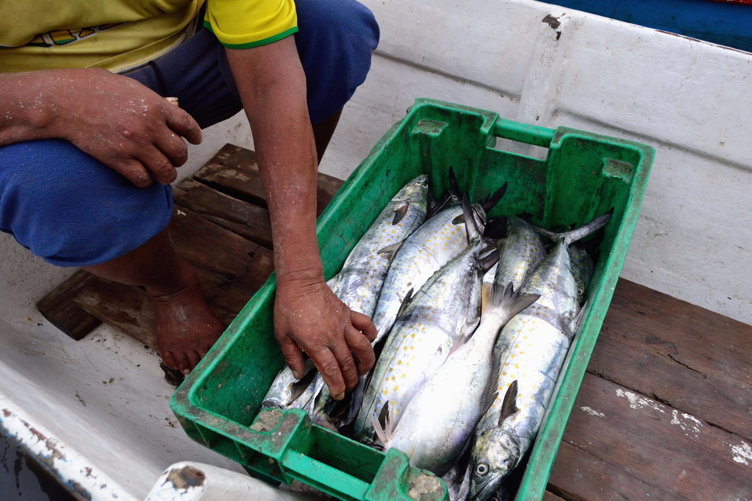 Bonito fish in green plastic bin