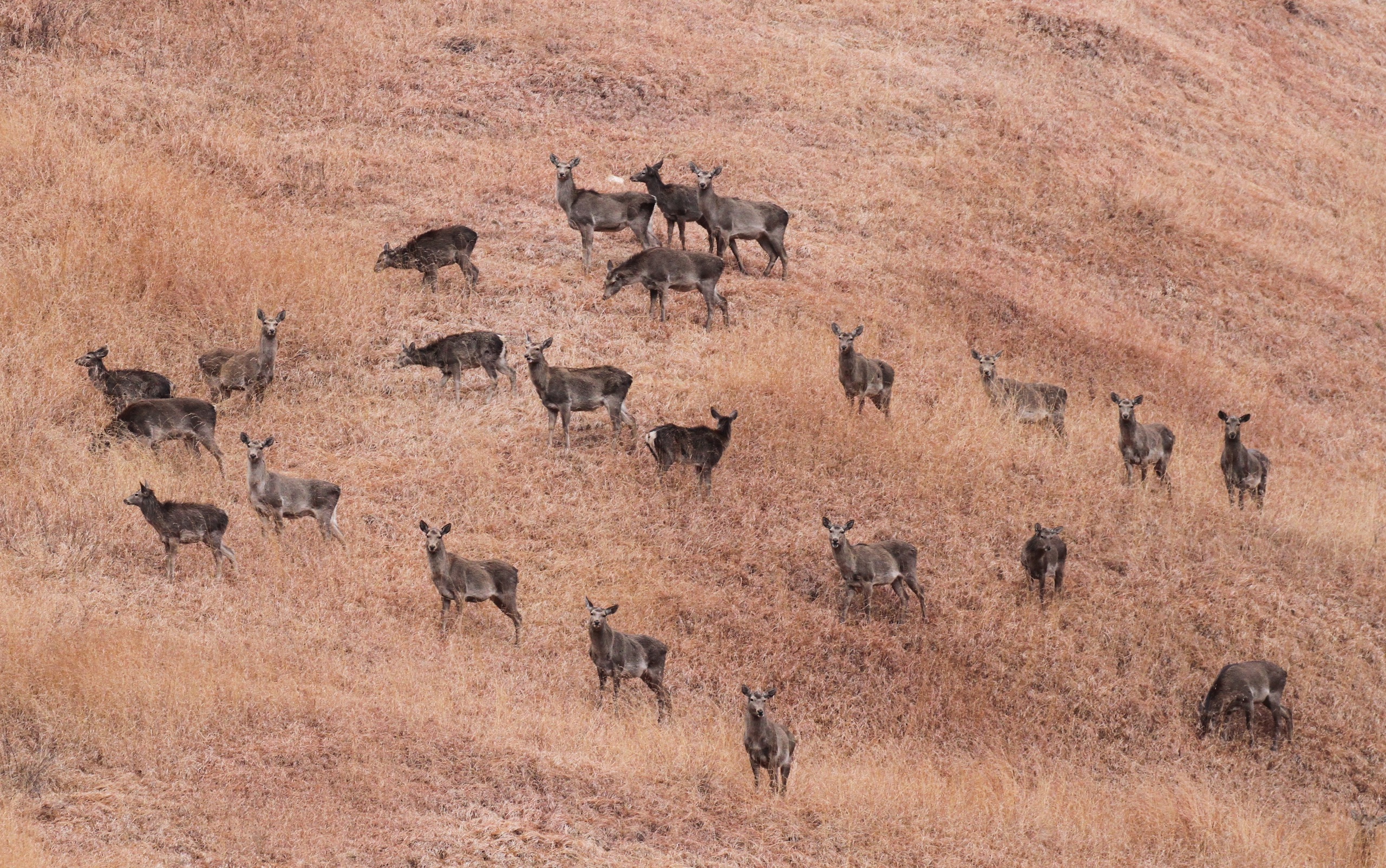 <p>Dachigam National Park, in the Kashmir valley, is the last refuge of the hangul, the only red deer found in the Indian subcontinent (Image: Tahirshawl / <a href="https://commons.wikimedia.org/wiki/File:The_Last_Surviving_Population_of_Hangul.jpg">Wikimedia Commons</a>, <a href="https://creativecommons.org/licenses/by-sa/4.0/deed.en">CC BY-SA</a>)</p>