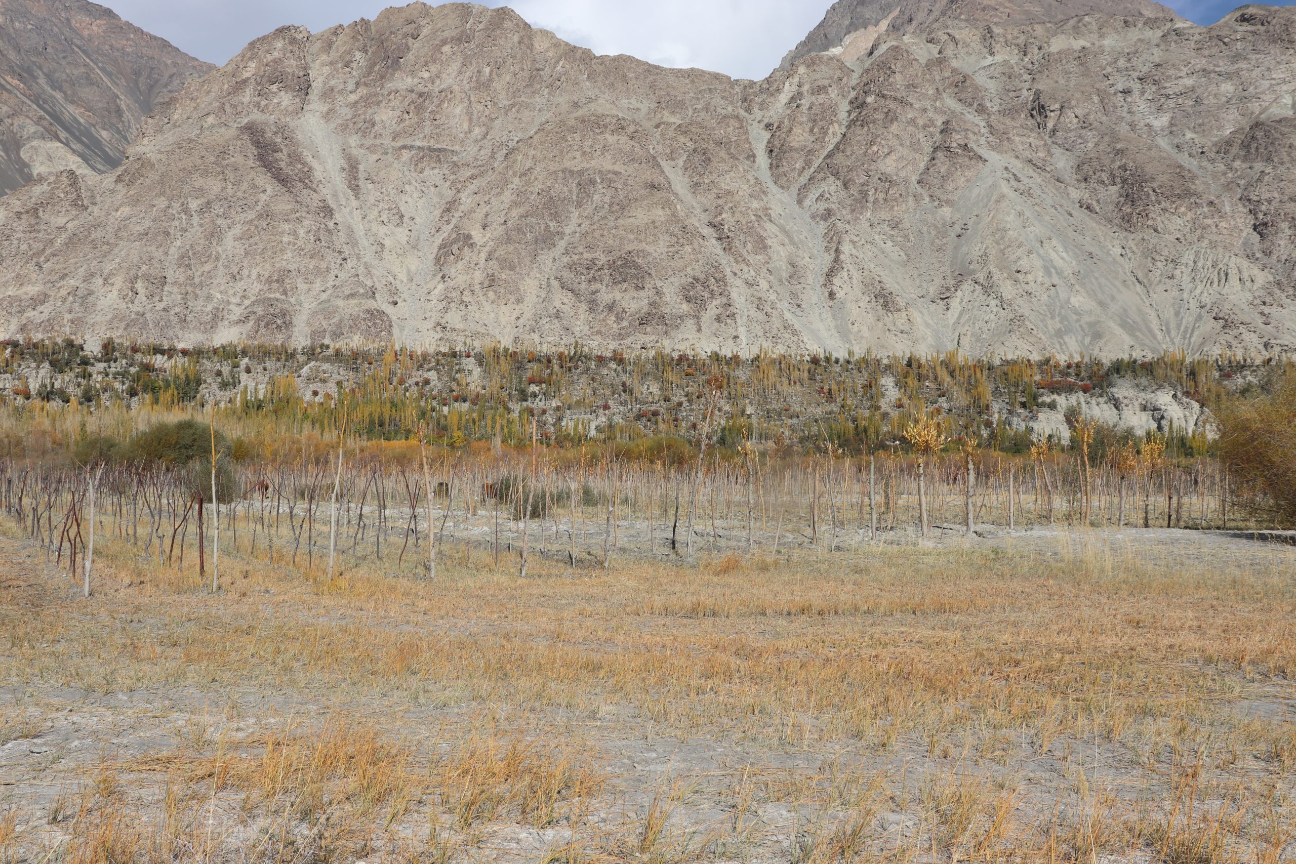Grass and shrubs in a mountain valley