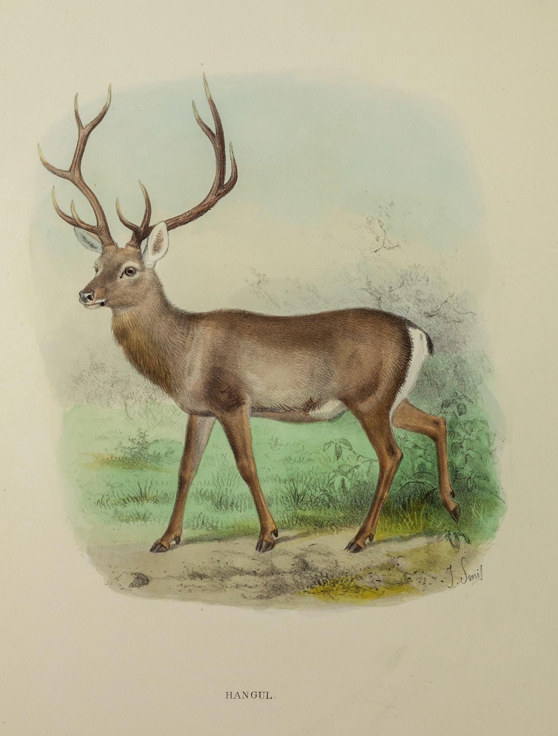 Drawing of a hangul deer