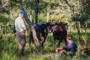<p>Abel e Leandro Menapace em sua fazenda na província argentina de Santa Fé. A propriedade familiar cria gado em meio à mata nativa do Chaco (Imagem: Celina Mutti Lovera)</p>