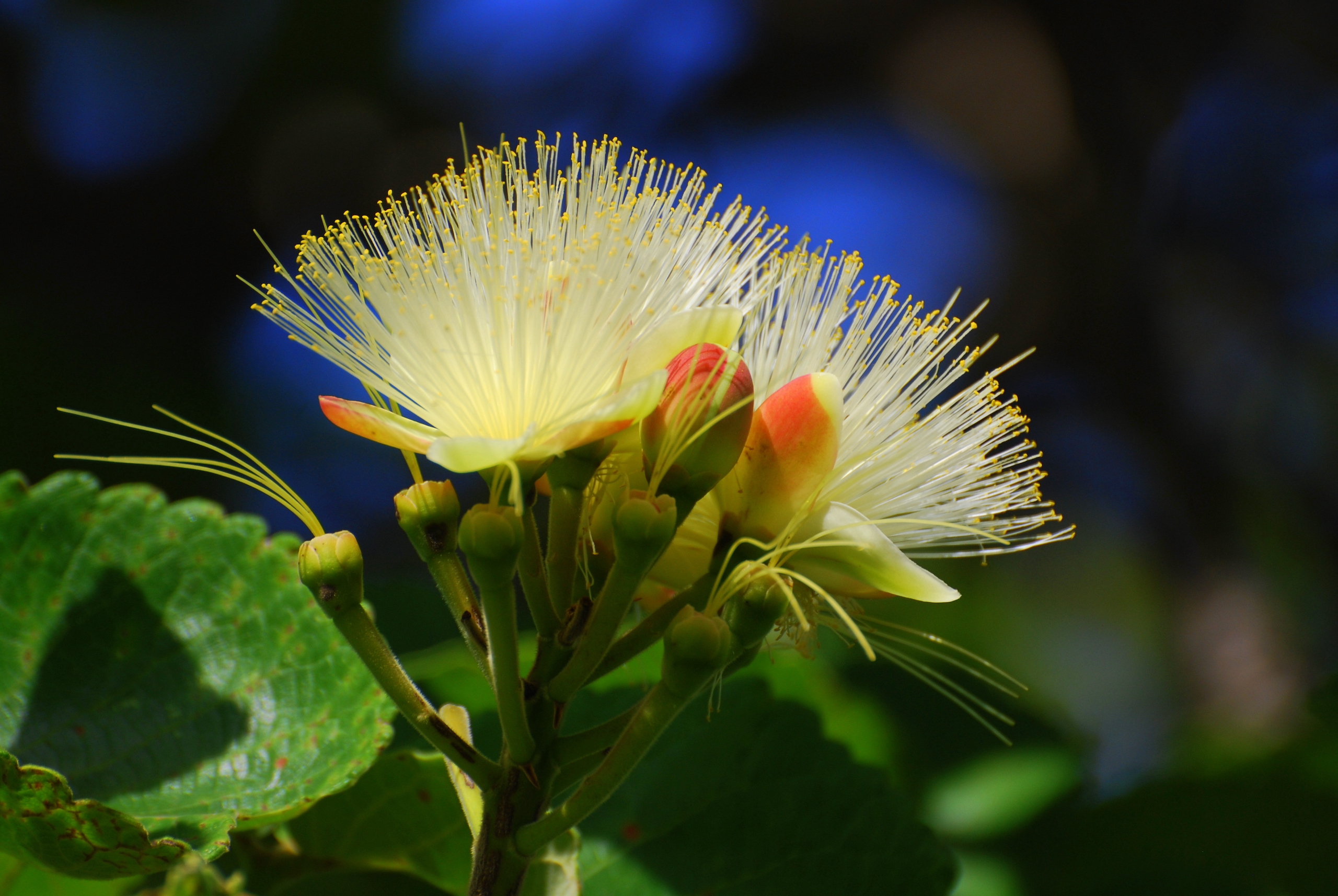 Flores do pequi, planta frutífera cultivada pelas comunidades geraizeiras